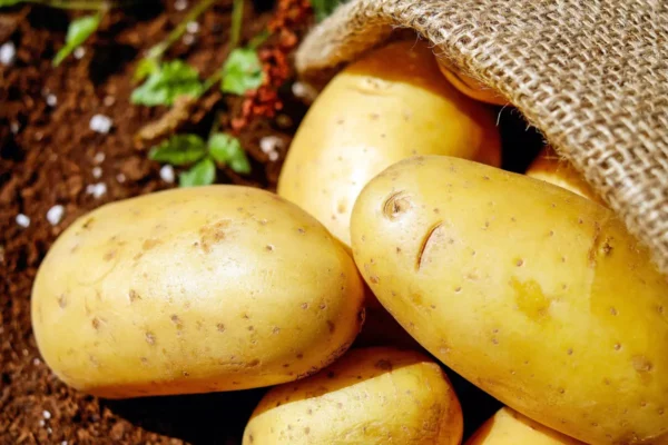 Plants de pommes de terre