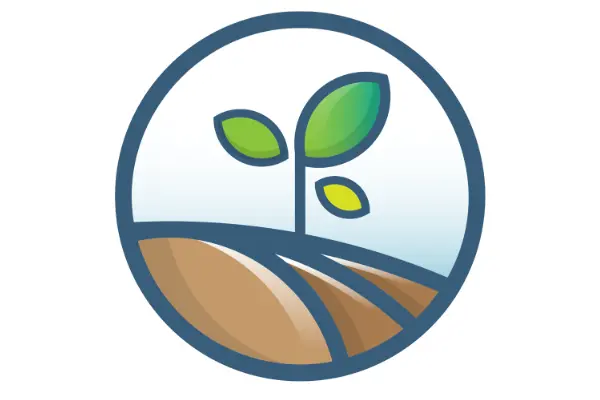 Plants de pommes de terre