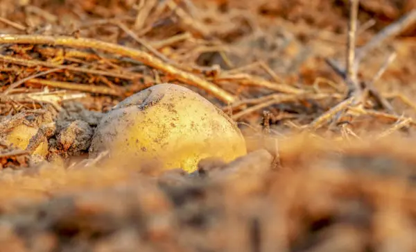 Plants de pommes de terre
