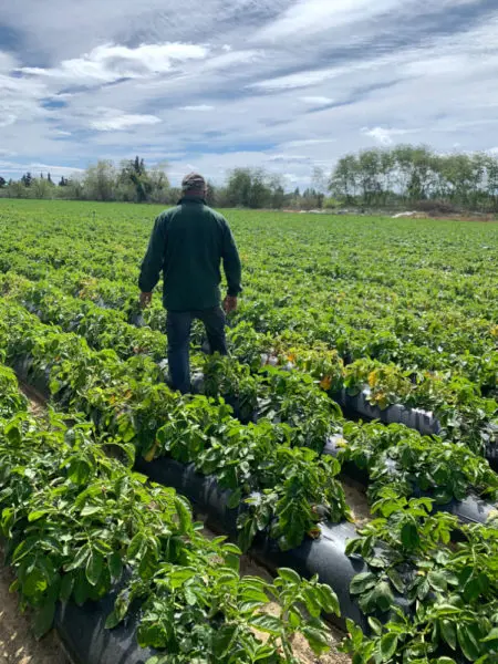 Rencontre avec les producteurs de plants de pommes de terre
