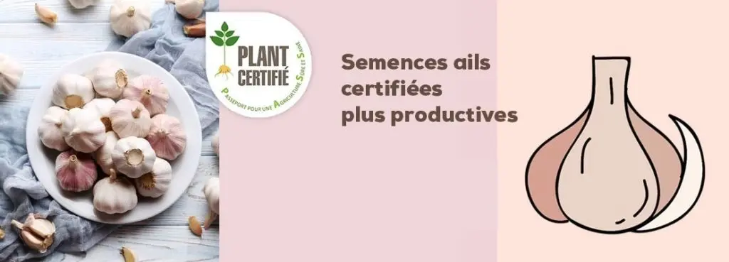 Semences d'ails