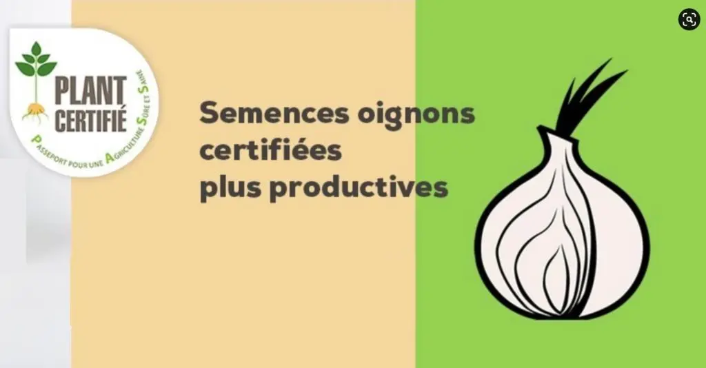 Semences d'oignons