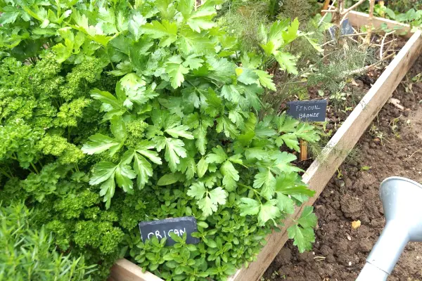 Les aromatiques du potager partagé