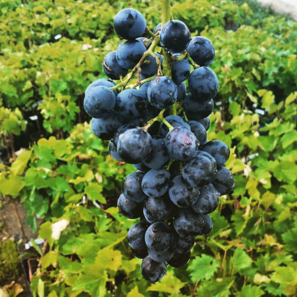 Pieds de vigne naturellement résistants aux maladies