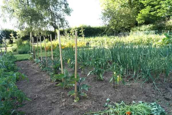 Les plantations du potager partagé