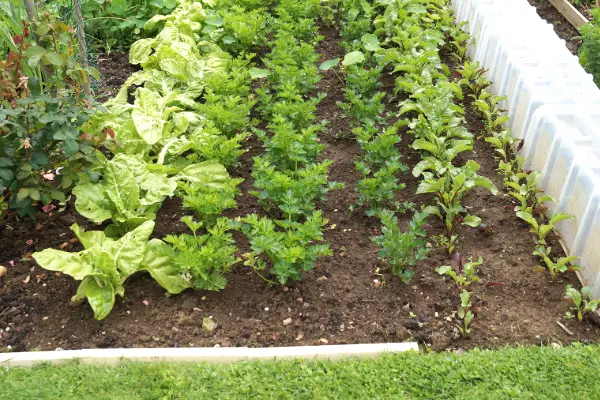 Les salades du potager partagé