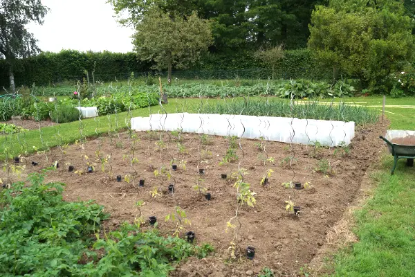 Les tomates du potager partagé