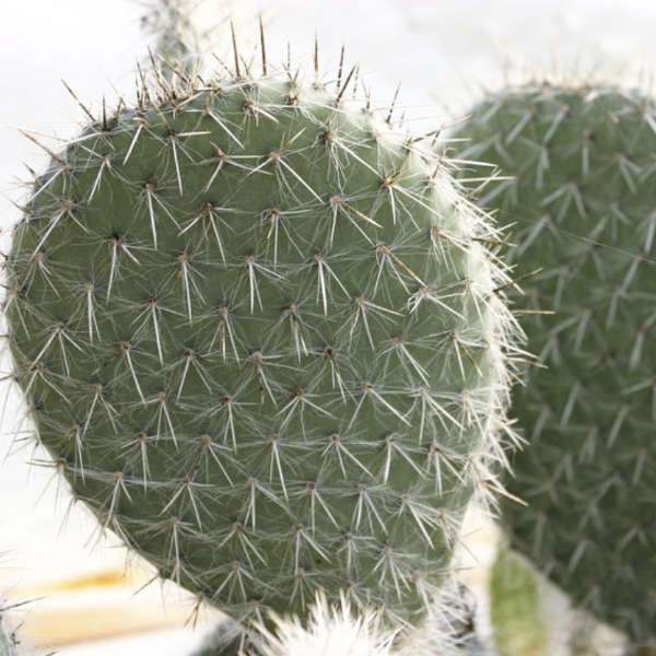 Exemple du cactus du pack 10 cactus