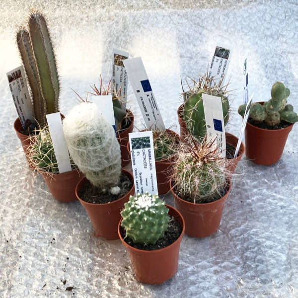 Pack de 10 cactus