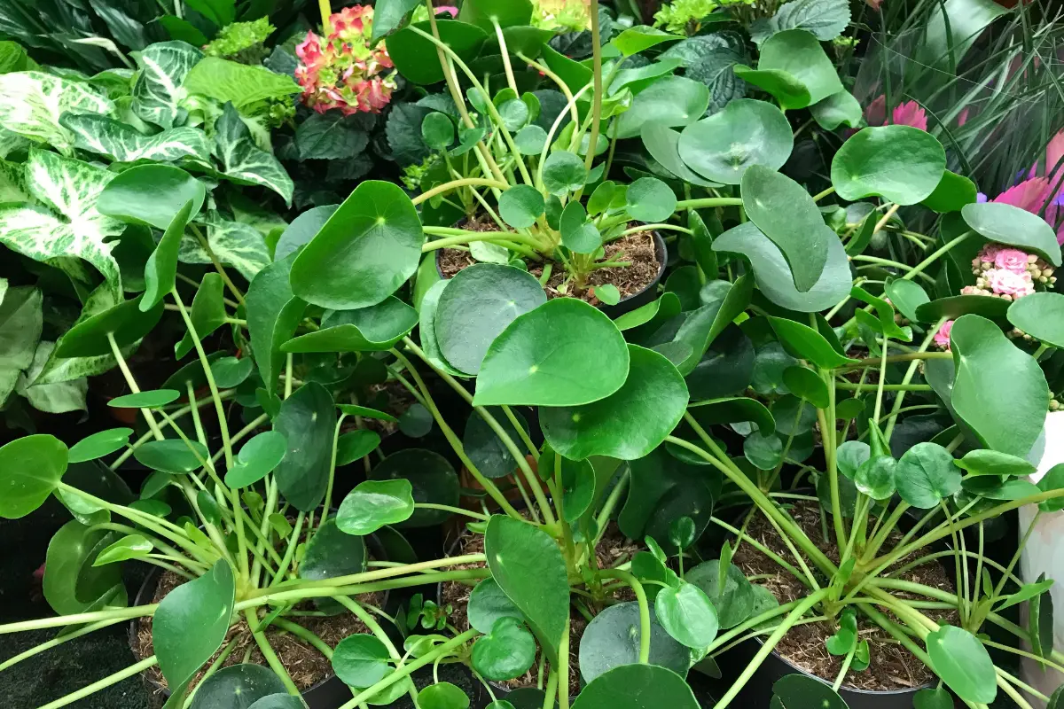 Au Parfait Jardinier Toulouse