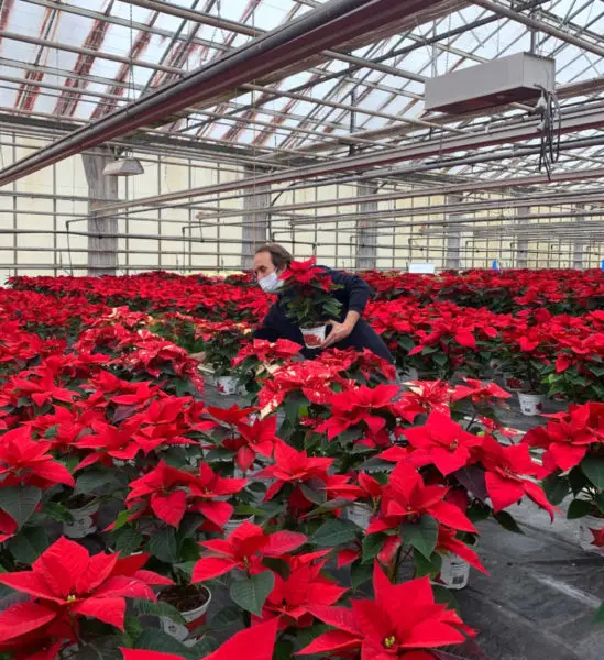 Choix des poinsettias