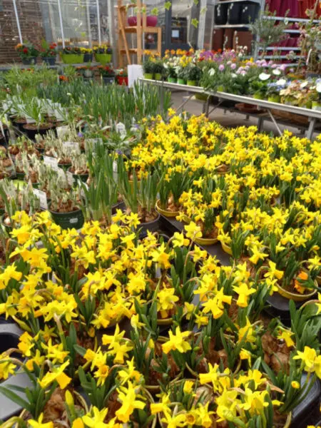 Les fleurs de saison de la Jardinerie Favennec