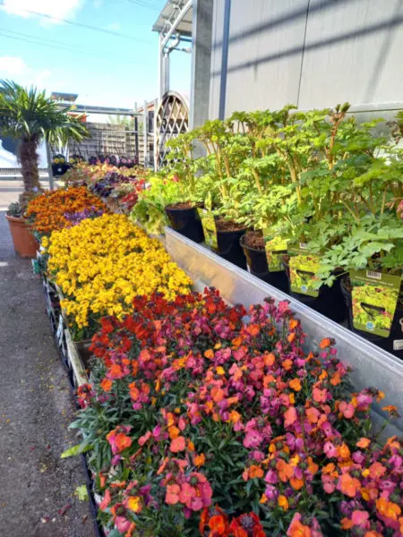 Les fleurs de saison de la Jardinerie Favennec