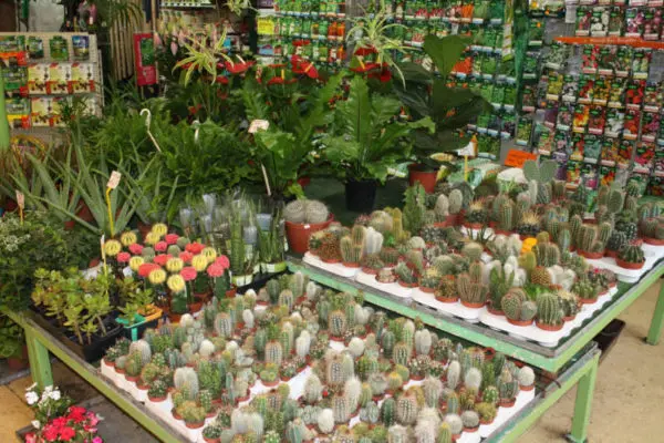Les cactus et succulentes de la jardinerie Au Parfait Jardinier