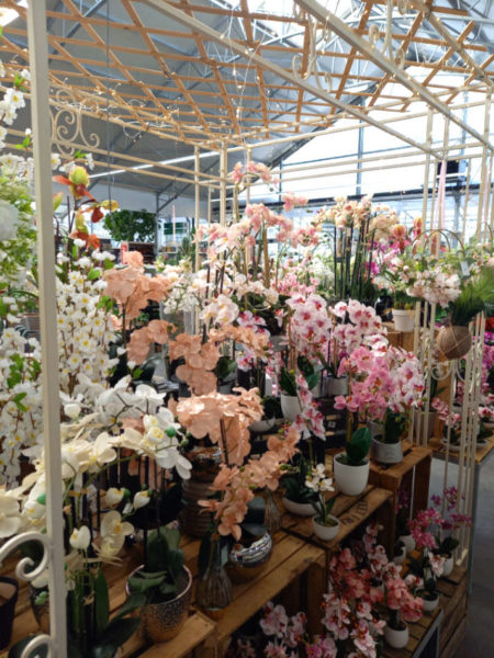 Les orchidées  de la Jardinerie Favennec