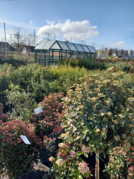 Les plantes de la Jardinerie Favennec