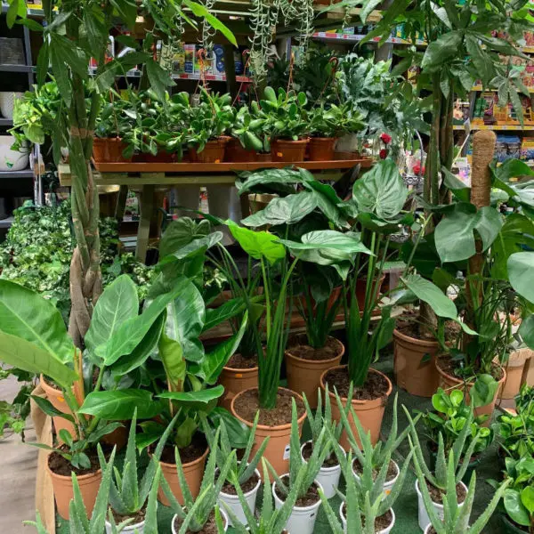 Les plantes vertes de la jardinerie Au Parfait Jardinier