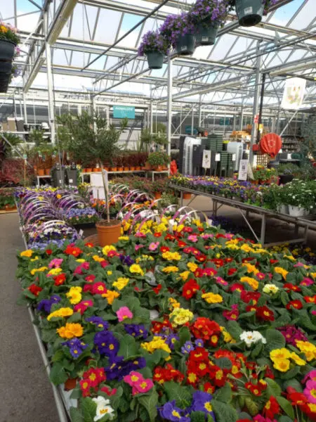 Le marché aux fleurs de la Jardinerie Favennec