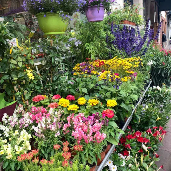 Les plantes fleuries de la jardinerie Au Parfait Jardinier