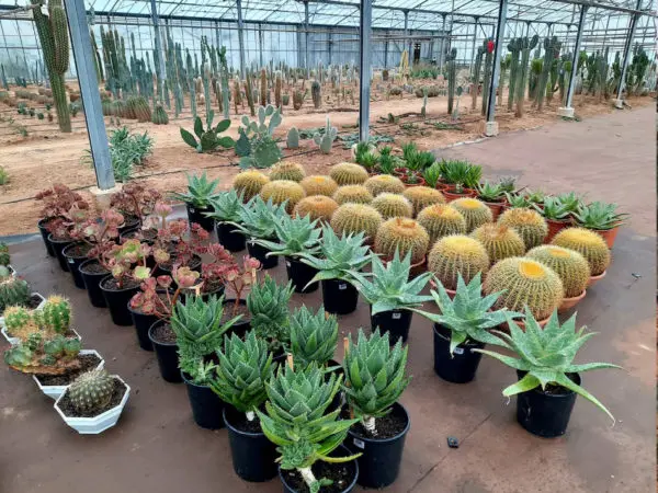 Cact&eacute;es et cactus de Toukipic