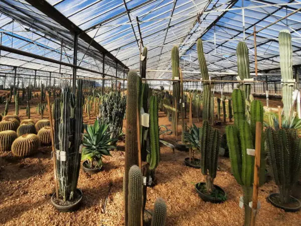 Les cactus de Toulipic