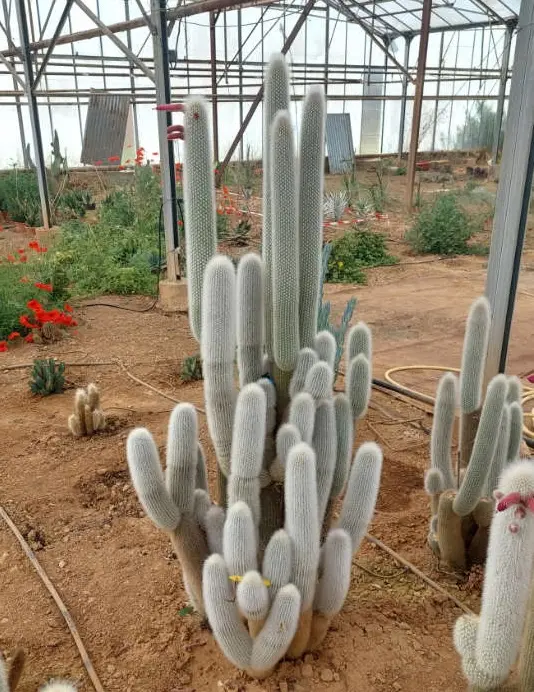 Cleistocactus strausii