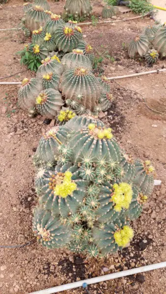 Ferocactus glauscescens nuda