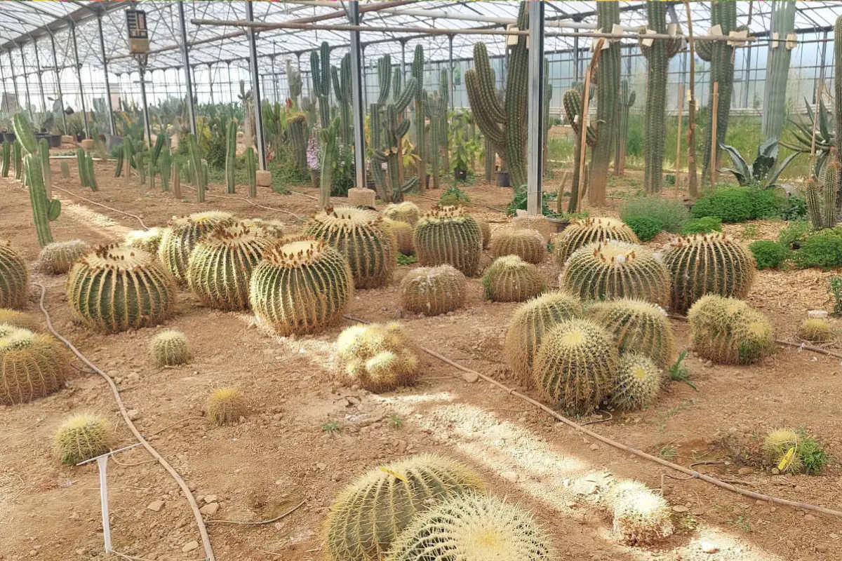 Pépinière Toukipic