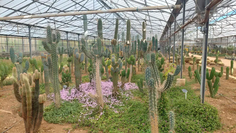 Les cactus de Toulipic