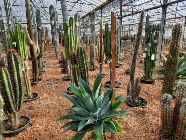 Production de cactus Toukipic