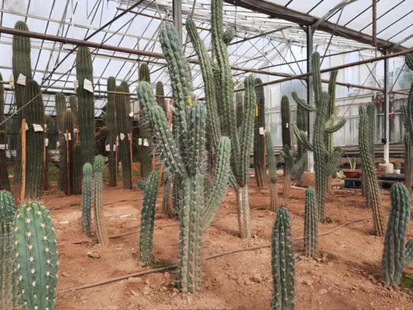 Toukipic, producteur de cactus