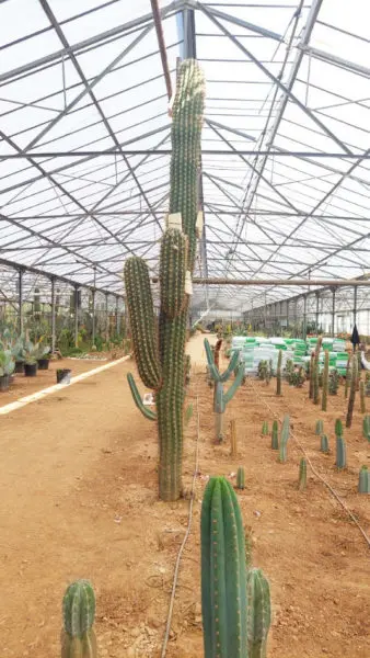 Trichocereus terscheckii