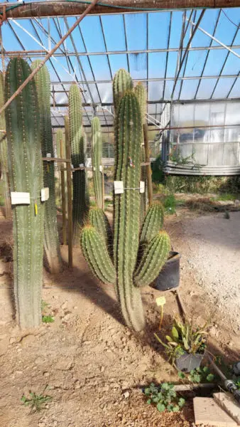 Trichocereus terscheckii