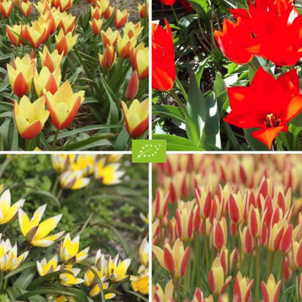 Mix de tulipes bio