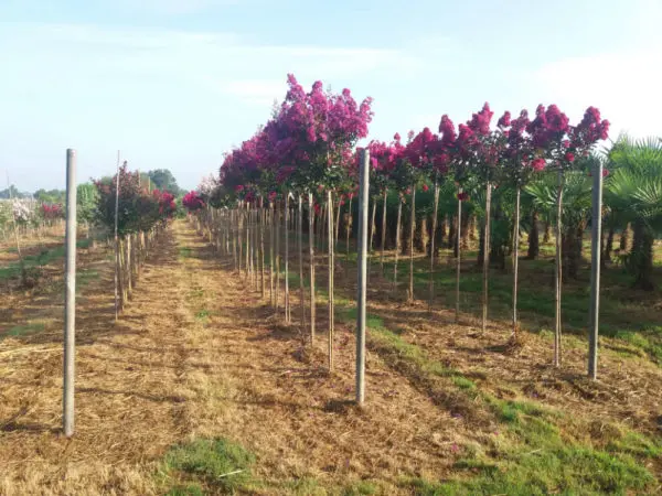 Production des Pépinières Jean Huchet