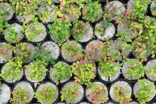 Pépinières Jean Huchet