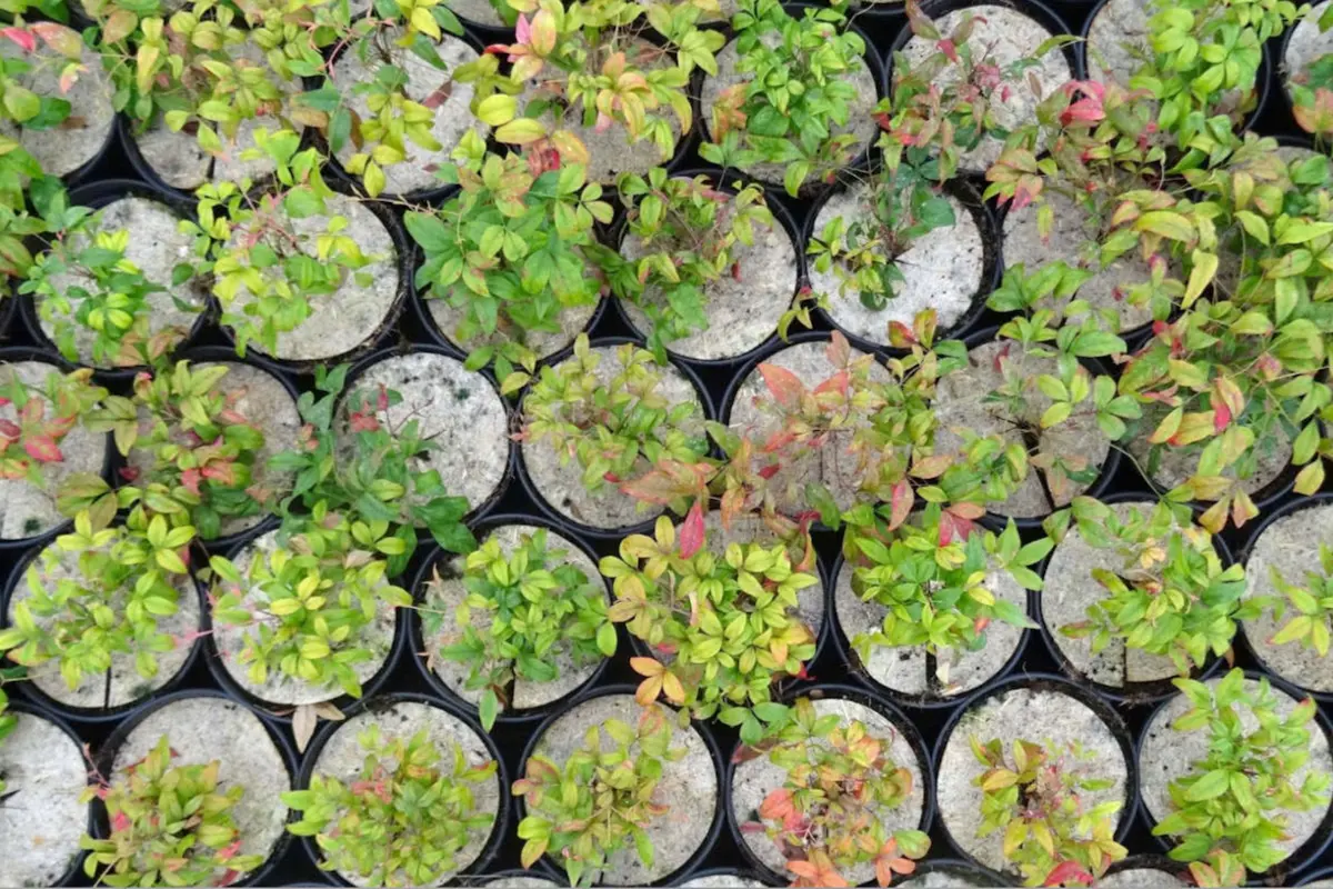 Pépinières Jean Huchet