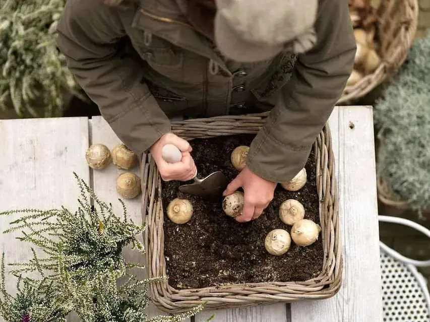 Les producteurs de bulbes partenaires de Natural Bulbs