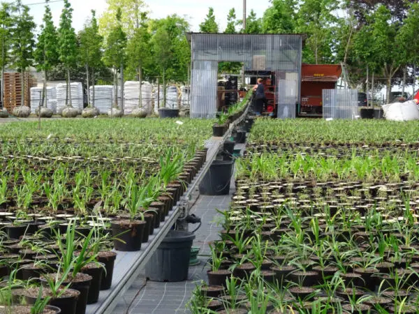 Production des Pépinières Jean Huchet