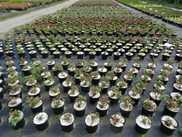 Production des Pépinières Jean Huchet