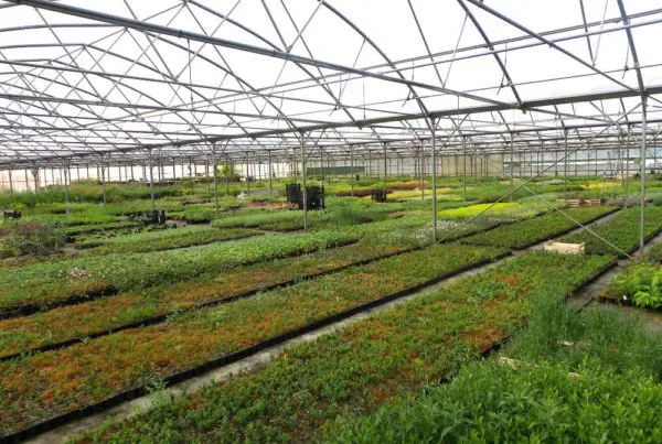 Production des Pépinières Jean Huchet