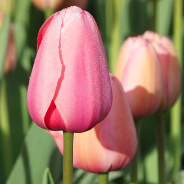 Bulbes de tulipes bio comestibles - Boutique du jardin