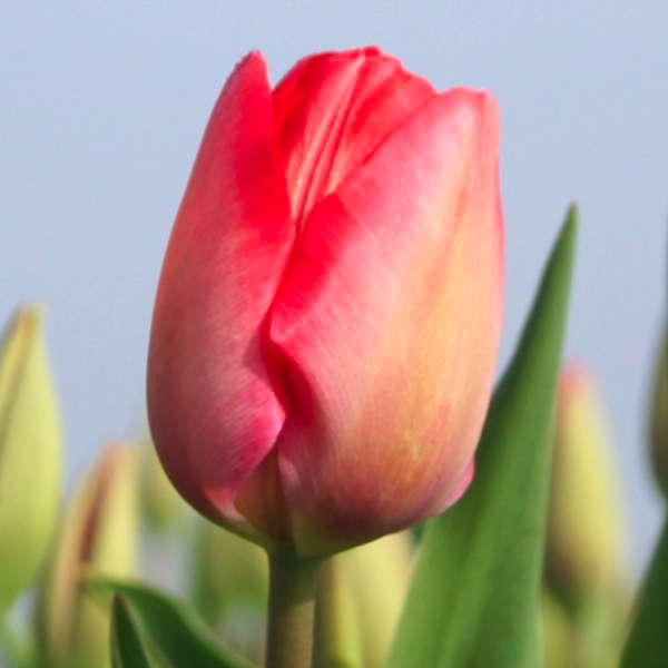 Bulbes Tulipes Comestibles BIO par KG