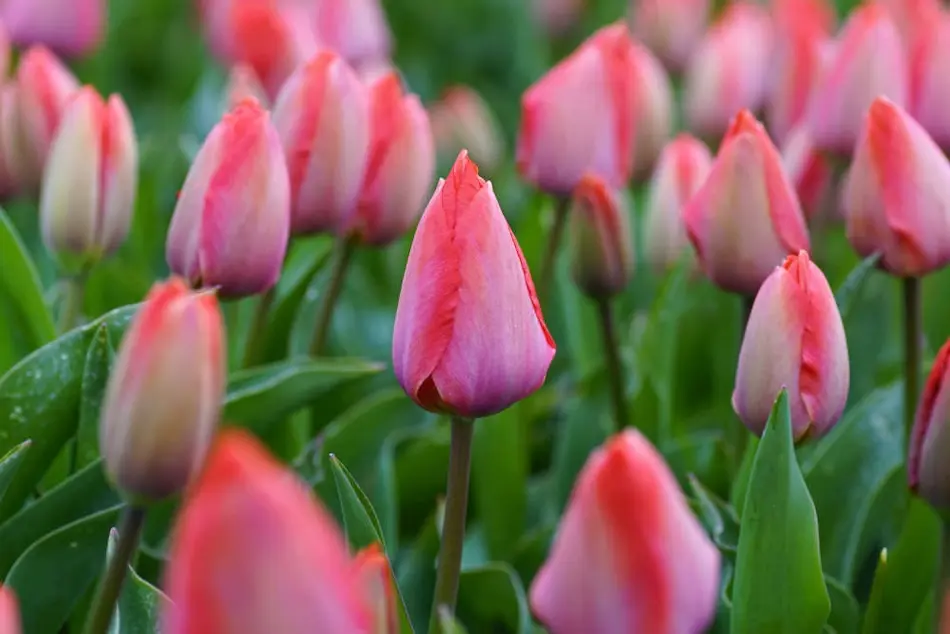 Tulipes bio de Natural Bulbs