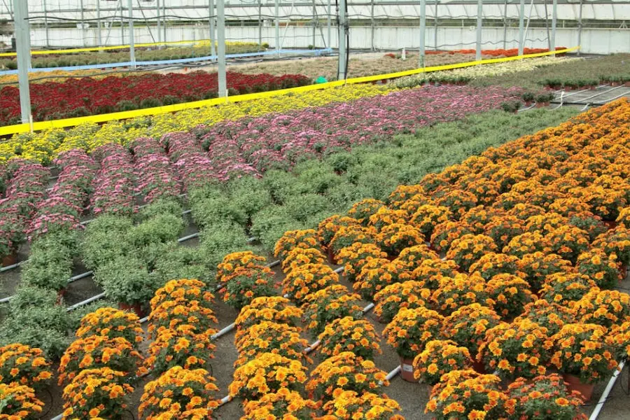 Les chrysanth&egrave;mes d'Horti Sologne