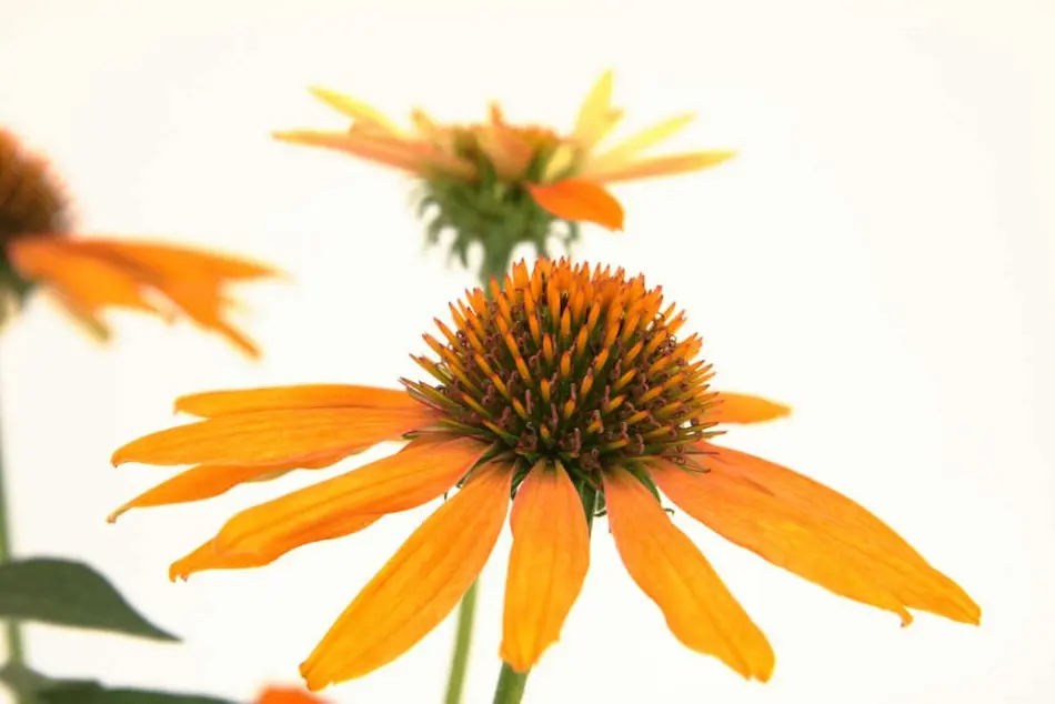 Echinacea