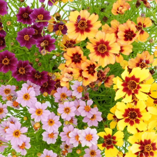 Fleurs de coreopsis