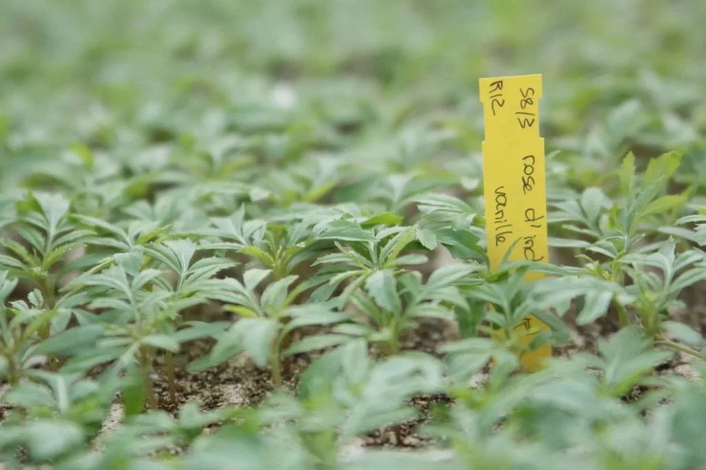 Les plantes d'Horti Sologne