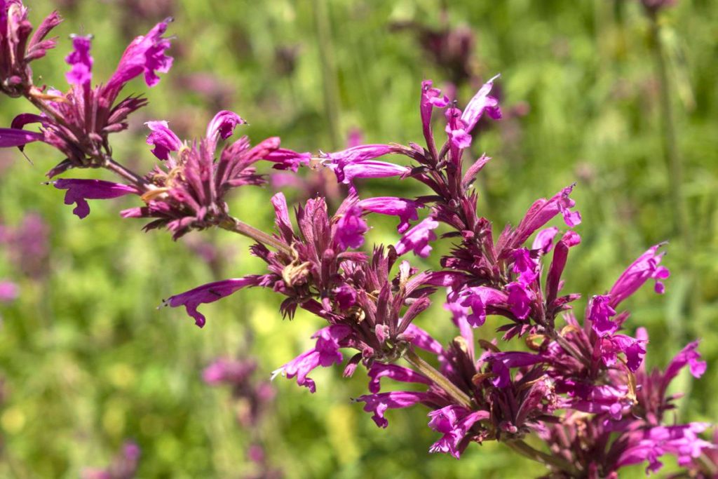 Plantes pour bordure naturelle