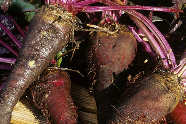 Exemples de légumes oubliés